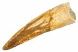 Fossil Spinosaurus Tooth - Real Dinosaur Tooth #305758-1